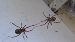 Steatoda castanea