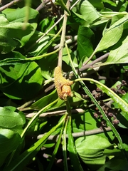 Puccinia coronata