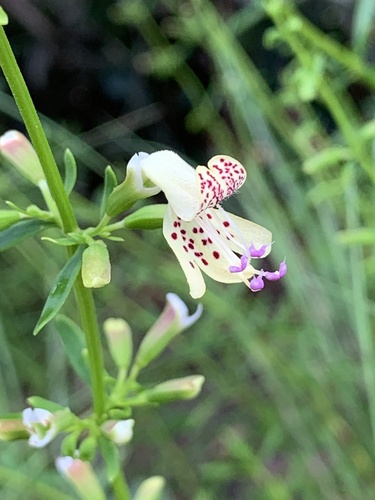 Image of Dicerandra modesta by no rights reserved