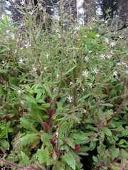 Micranthes petiolaris