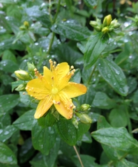 Hypericum graveolens