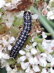 Depressaria daucella