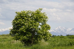 Sambucus kamtschatica