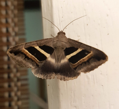 Grammodes geometrica