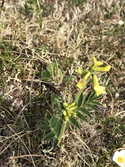 Astragalus umbellatus