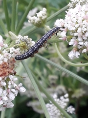 Depressaria daucella