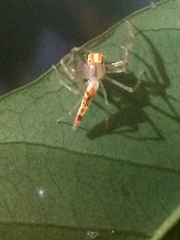 Viciria pavesii
