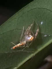 Viciria pavesii
