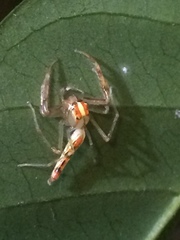 Viciria pavesii