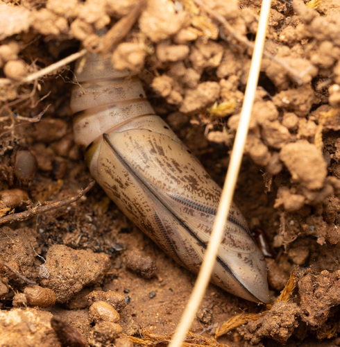 Ilgaliežuvis sfinksas nuotrauka