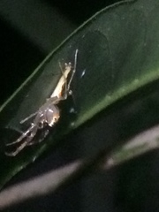 Viciria pavesii