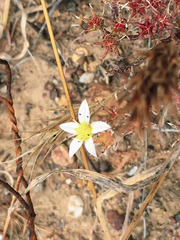 Dudleya blochmaniae blochmaniae