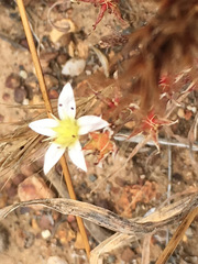 Dudleya blochmaniae blochmaniae