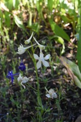 Delphinium gracilentum