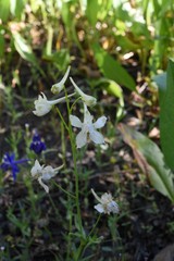 Delphinium gracilentum