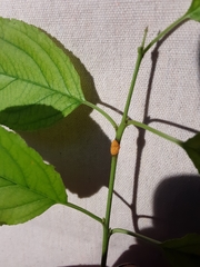 Puccinia coronata