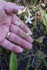 Delphinium gracilentum