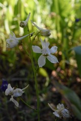 Delphinium gracilentum