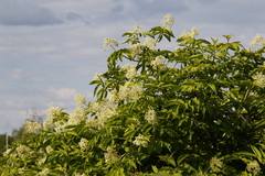 Sambucus kamtschatica