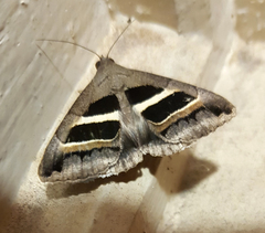 Grammodes geometrica