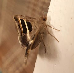 Grammodes geometrica