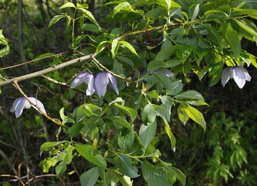 Alpine Clematis