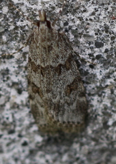 Scoparia subfusca
