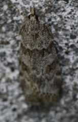 Scoparia subfusca