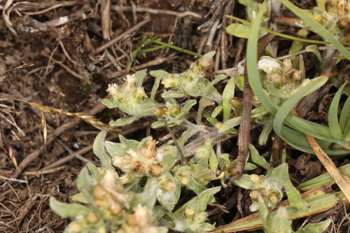 Image of Gnaphalium palustre by (c) Steve Matson, some rights reserved (CC BY)
