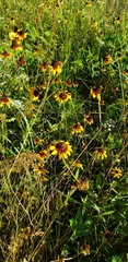 Rudbeckiinae