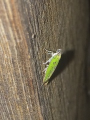 Doloessa viridis