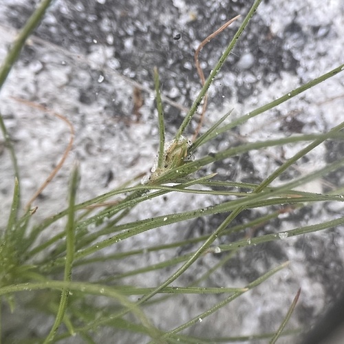 Sandy Field Hairsedge (Bulbostylis stenophylla)