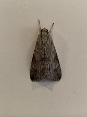 Melipotis