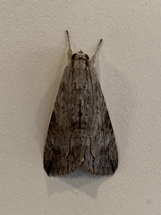Melipotis