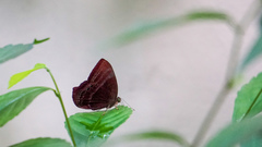 Abisara saturata