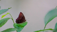 Abisara saturata