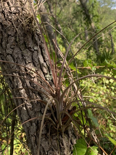 Image of Tillandsia simulata by no rights reserved