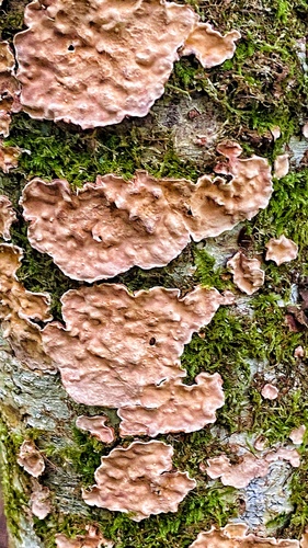 Broadleaf Bleeding-crust