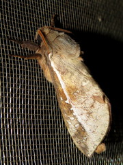 Oxycanus australis