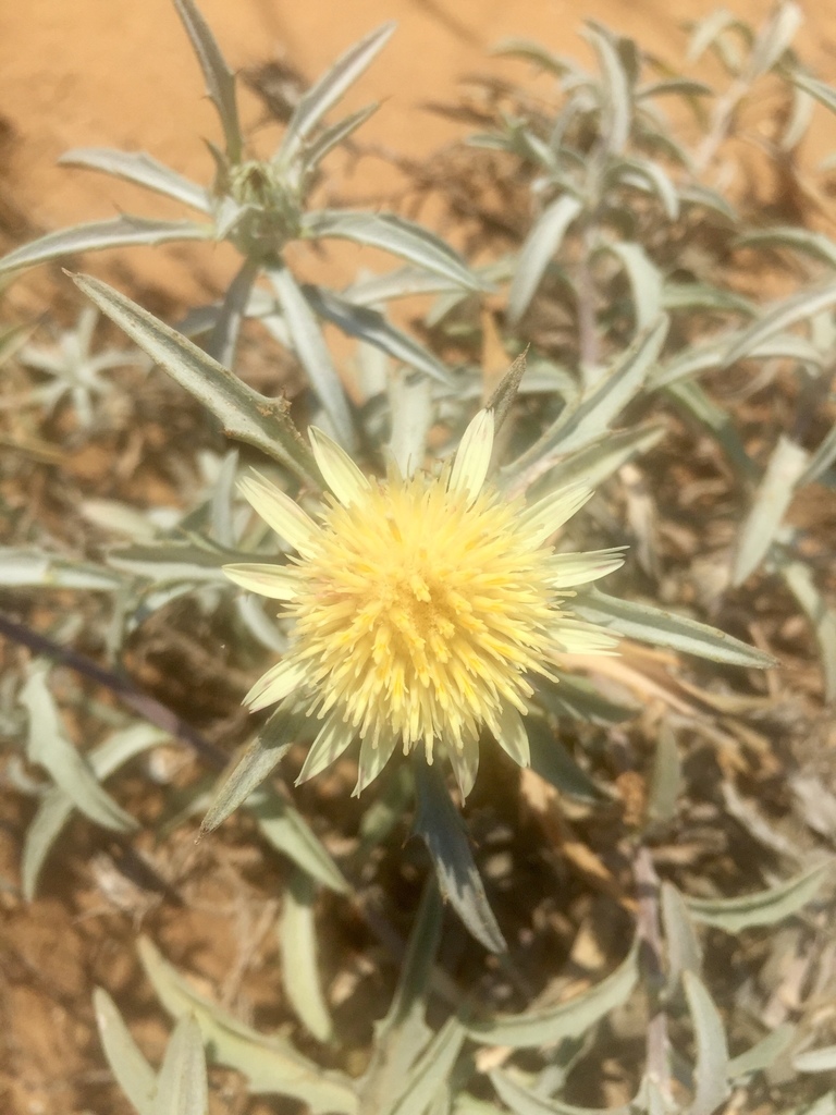 Atractylis carduus
