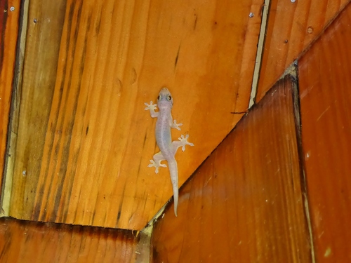 Gehyra mutilata observed 2019-04-05