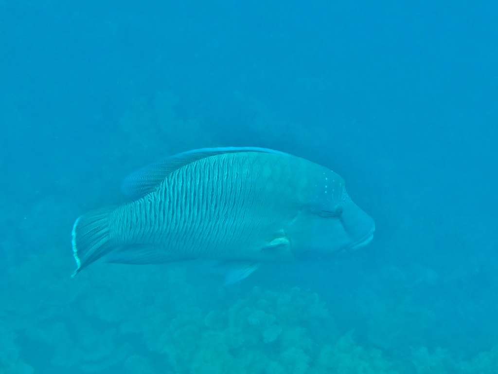Humphead wrasse swimming in blue water over sand
