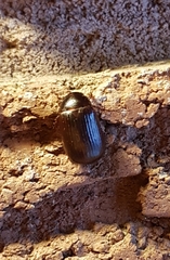 Serica atracapilla