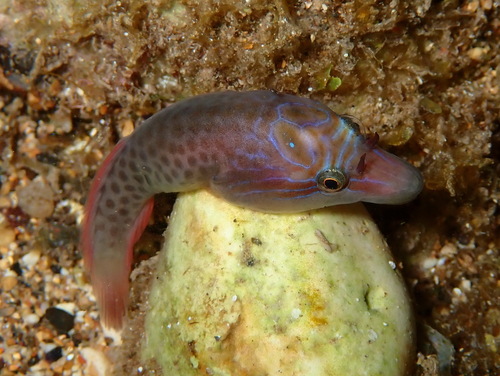 Shore Clingfish