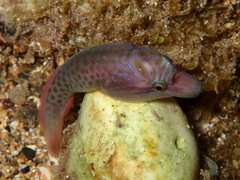 Shore Clingfish photo 3