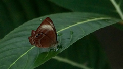 Abisara saturata kausambioides