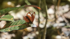 Abisara saturata kausambioides
