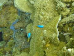 Pomacentrus micronesicus