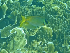 Siganus puellus