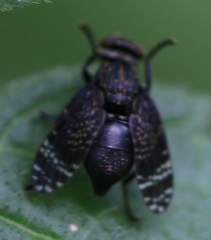 Platystoma